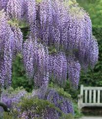 But be choosy about the crab you pick…some are nasty and others divine! 12 Beautiful Trees Ideas Wisteria Beautiful Tree Planting Flowers