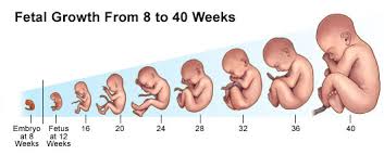 Fetal Period Prenatal Development Interactive Lesson
