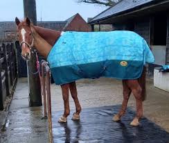 the best patterned horse rugs on the