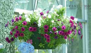The Best Plants Flowers For Pots In
