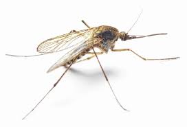 West Nile Virus Infected Mosquitos