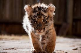 100 baby tiger wallpapers