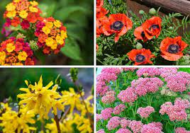 Earlier this year, doctors in ny have come to the conclusion that more than 80% off ventilator patients do not survive the ventilator. 30 Pretty Flowers That Don T Need Much Water At All Home Stratosphere