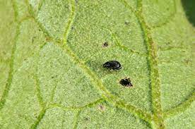 managing insect pests of potato