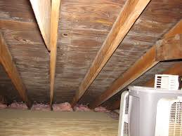 attic mold reation experts toxic