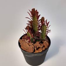Euphorbia Trigona Rubra Vivero Agronomía