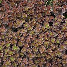 bronze carpet stonecrop sedum spurium