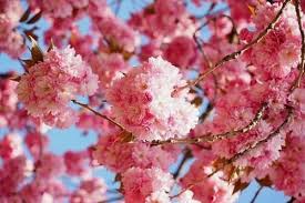 When talking about flowering trees, dogwood trees are among the first that come to mind. 10 Beautiful Pink Flowering Trees Urban Garden Gal
