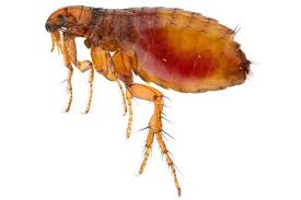 fleas and flea control pestxpert nz
