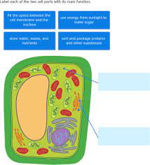 ixl plant cell diagrams label parts