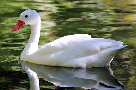 Is A Swan A Duck? 