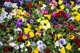 top 5 winter bedding plants the