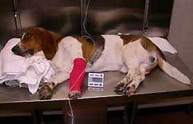 Image result for Picture of a pet with an IV line in place