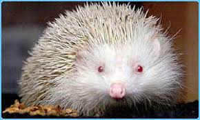 Image result for rare white hedgehog