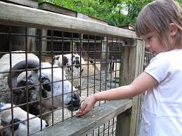 Before i go back to munching grass i want to tell you a little secret; 9 Best Petting Zoos In Nyc For Kids