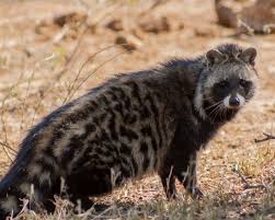 Civets african civet, civettictis civetta scien. African Civet Facts Diet Habitat Pictures On Animalia Bio