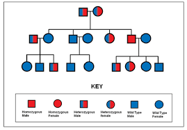 How To Make A Pedigree Chart With Genotypes Www