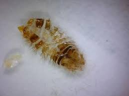 cat from carpet beetle larvae