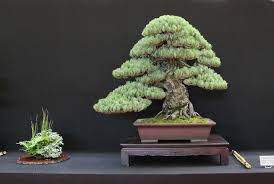 pinus pine bonsai bonsai4me