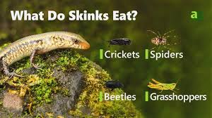 what do skinks eat 20 foods they