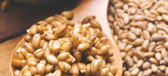 wheat germ benefits nutrition recipes