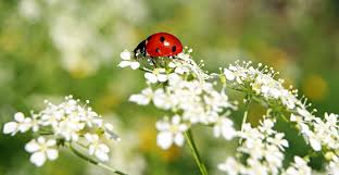 the benefits of ladybugs and how to