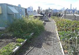 Largest Rooftop Vegetable Garden Opens