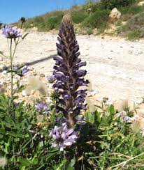 Orobanche lavandulacea (Lavender Broomrape) : MaltaWildPlants ...