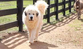 great pyrenees