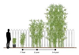 How Nurseries Propagate And Grow Bamboo Plants Wilson Bros