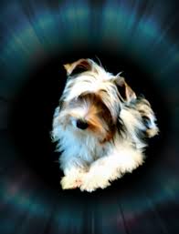 Some of the most beautiful yorkie puppies anywhere in the world! T A Yorkiebeauties Pet Breeder Marlette Michigan 530 Photos Facebook
