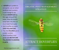 Check spelling or type a new query. Organic Aphid Control With Hoverflies The Micro Gardener Organic Aphid Control Aphid Control Aphids