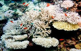 5 Species We Stand To Lose If Coral Reefs Are Destroyed And