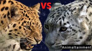 snow leopard vs amur leopard