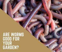 all about worms seedsnow com