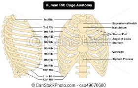 Human Rib Cage Anatomy Diagram