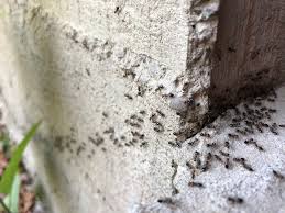what causes an ant infestation and