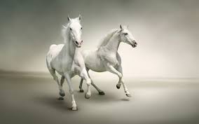 white horses wallpapers13 com