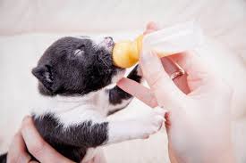 At five weeks the puppy should be eating solid foods but you can still feed them formula two to three each day. When To Feed Your Puppy Milk Replacer My Animals