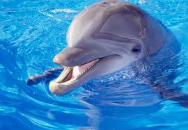 how do dolphins breathe under water