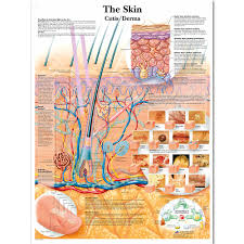 Us 13 2 45 Off Wangart Anatomy Dissection Skin Anatomical Charts Posters Laminated Canvas Print Wall Pictures For Medical Education Home Decor In