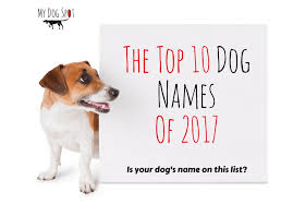 top 10 dog names from 2017 my dog