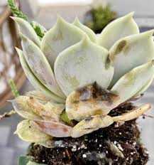 how to save overwatered succulents