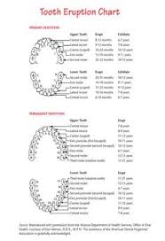 19 Best Baby Tooth Chart Images Tooth Chart Chart Teeth