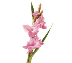 gladiolus flower meaning symbolism