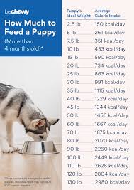 puppy feeding guide how much to feed a