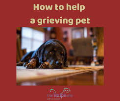 Your emotions are not your enemy. How To Help A Grieving Pet