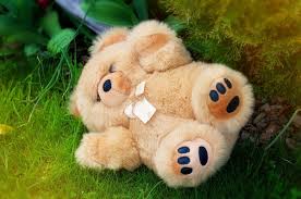 teddy bear free stock photo by
