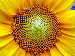 Resultado de imagen de Figuras geometricas de la sucesiÃ³n de Fibonacci