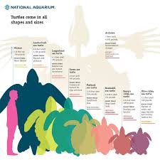 Turtle Comparison Chart Of Endangered Species Infographic
